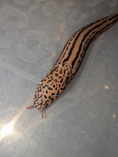 Limax maximus