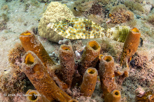Aluterus scriptus