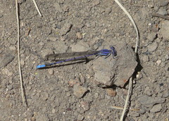 Argia munda