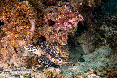 Eretmochelys imbricata