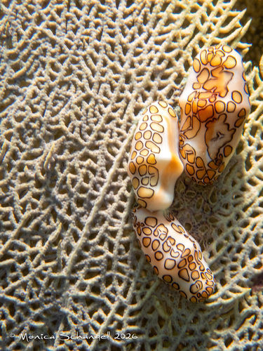 Cyphoma gibbosum