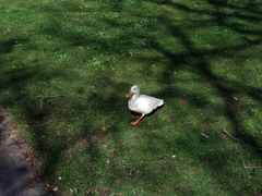 Anas platyrhynchos domesticus