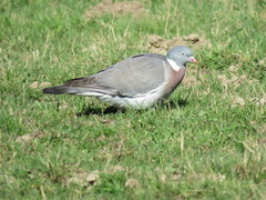Columba palumbus