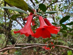 Rhododendron viriosum