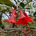 Rhododendron viriosum - Photo (c) sworboys, some rights reserved (CC BY-NC), uploaded by sworboys