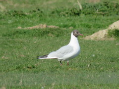 Chroicocephalus ridibundus