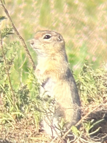 Townsend's Ground Squirrel observed by aruedas