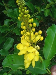 Acridocarpus zanzibaricus