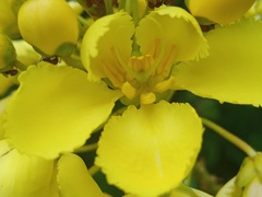 Acridocarpus zanzibaricus