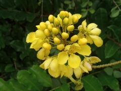 Acridocarpus zanzibaricus