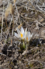 Crocus alatavicus