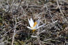 Crocus alatavicus