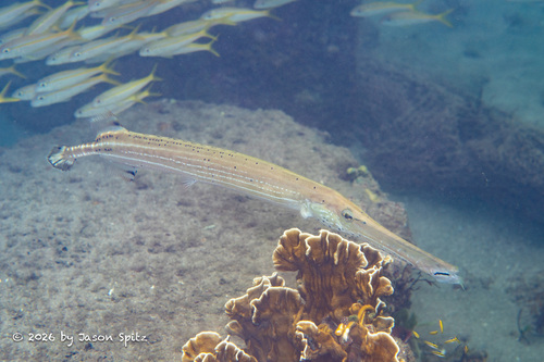 Aulostomus maculatus