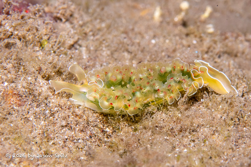Elysia crispata