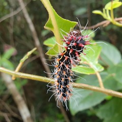 Opodiphthera fervida