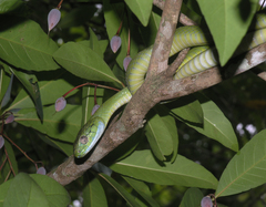 Boiga cyanea