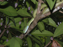Boiga cyanea