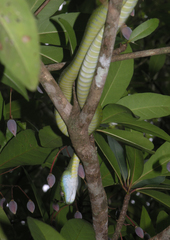 Boiga cyanea