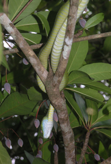 Boiga cyanea
