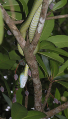 Boiga cyanea