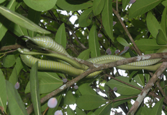 Boiga cyanea