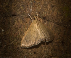 Hyalobathra