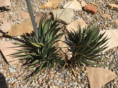 Agave × arizonica