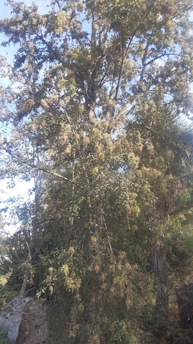 Plagianthus betulinus observed 2026-04-24