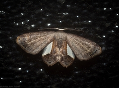 Phazaca decorata
