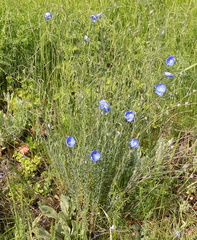 Linum austriacum