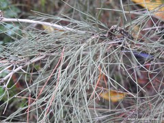 Ephedra major