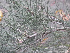 Ephedra major