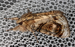 Zalissa catocalina