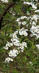 Spiraea prunifolia pseudoprunifolia