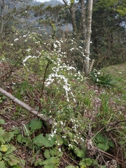 Spiraea prunifolia pseudoprunifolia
