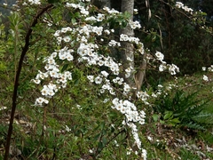 Spiraea prunifolia pseudoprunifolia