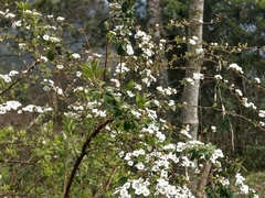 Spiraea prunifolia pseudoprunifolia