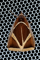 Agamana conjungens