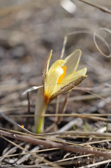 Crocus alatavicus