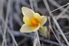 Crocus alatavicus