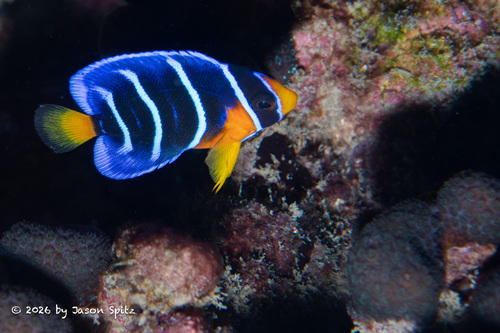 Holacanthus ciliaris