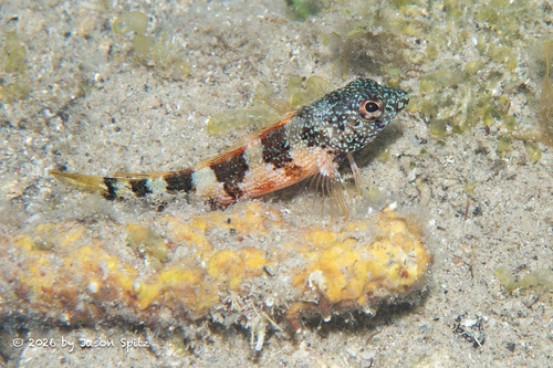 Malacoctenus triangulatus