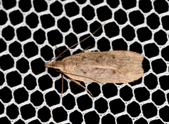 Dichomeridinae