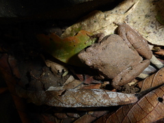 Microhyla berdmorei