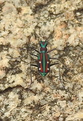 Jansenia rugosiceps