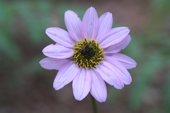 Iostephane heterophylla