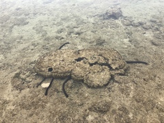 Holothuria leucospilota