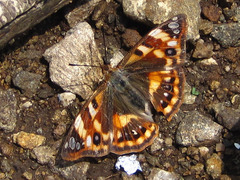 Dilipa fenestra