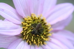 Iostephane heterophylla