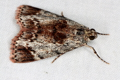 Enchesphora recurvalis